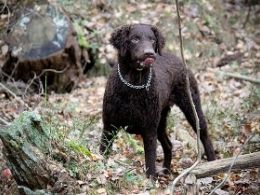 Retriever de pelo rizado