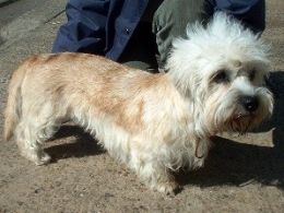 Dandie Dinmont Terrier