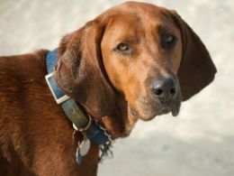 Coonhound