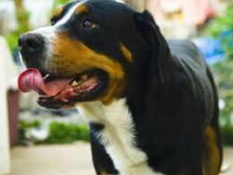 Entlebucher