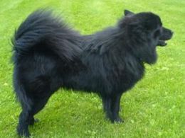 Lapphund Sueco