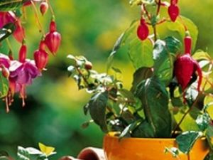 Consejos para cuidar de tus plantas en verano