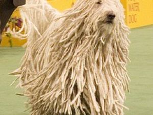 Komondor