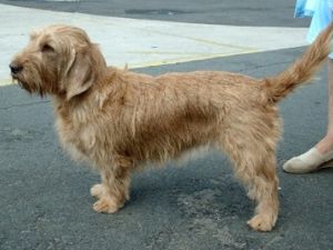 Basset leonado de Bretaña