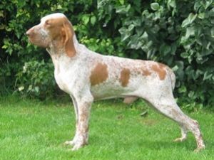 Braco Italiano