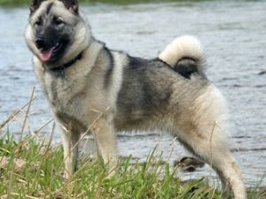 Elkhound noruego