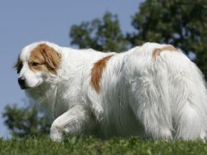 Tornjak o perro pastor polaco