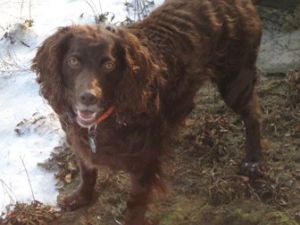 Boykin Spaniel