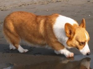 Corgi