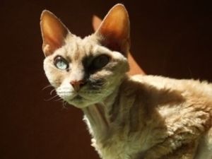 Devon Rex