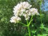 Valeriana para proteger las flores de las heladas