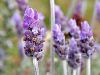 Lavanda como insecticida contra la mosca blanca