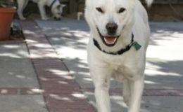 Kishu