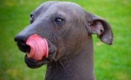 Xoloitzcuintle