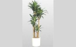 Cómo mantener una planta en una maceta