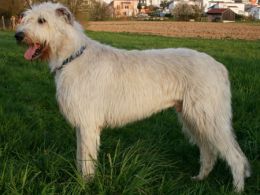 Wolfhound Irlandés