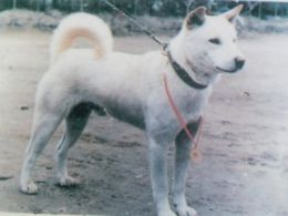 Jindo Coreano