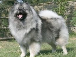 Keeshond