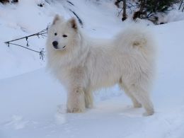 Samoyedo