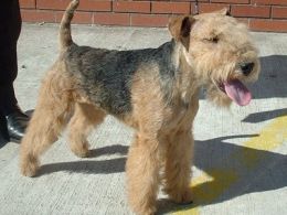 Terrier de Lakeland