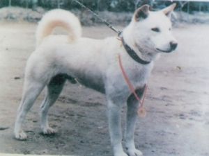 Jindo Coreano