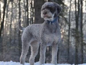 Lagotto Romagnolo