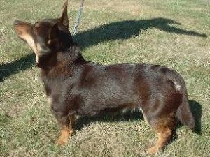 Lancashire Heeler