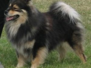 Lapphund Finlandés