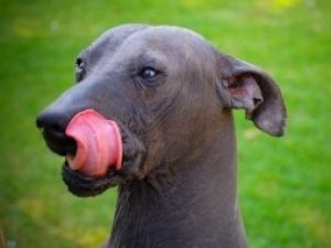 Xoloitzcuintle