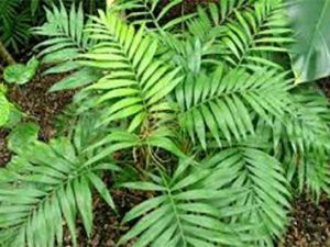 Cómo cuidar plantas tropicales