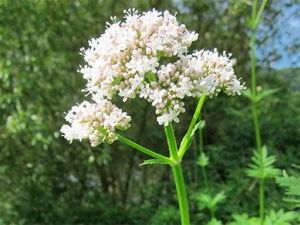 Valeriana para proteger las flores de las heladas