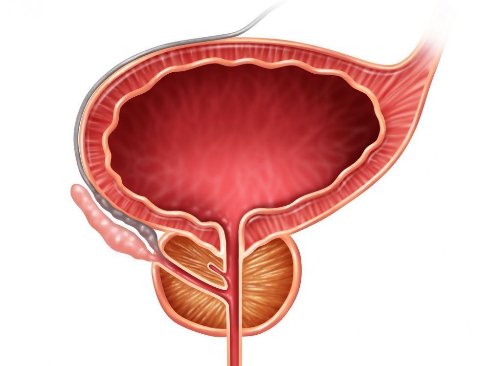 prostatita si rhodiola rosea răceală prostată