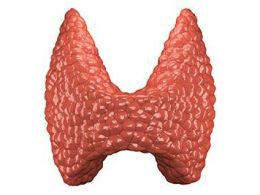 ¿Qué son las hormonas tiroideas?