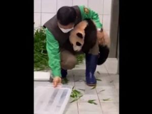 Vídeo viral: un bebé panda muy cariñoso