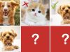 Ejercicio de memoria online: encuentra las mascotas