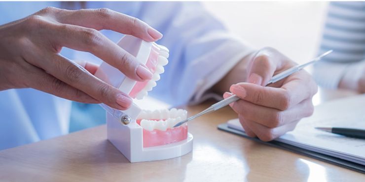 Regenerar dientes será posible antes de lo que imaginas