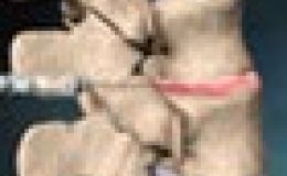 ¿Cómo se hace la discografía de columna?