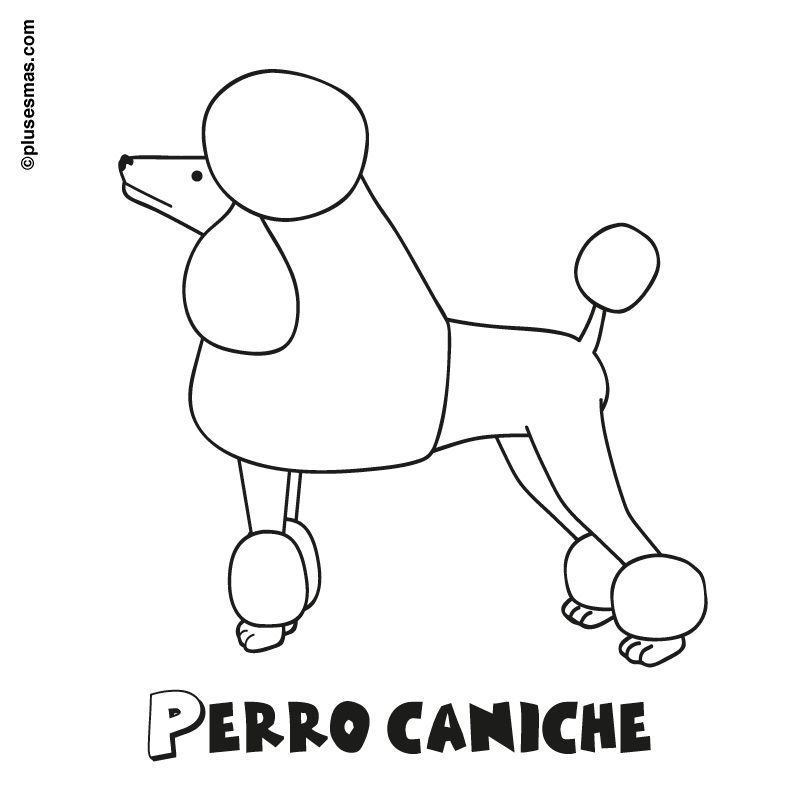 Colorear un perro caniche