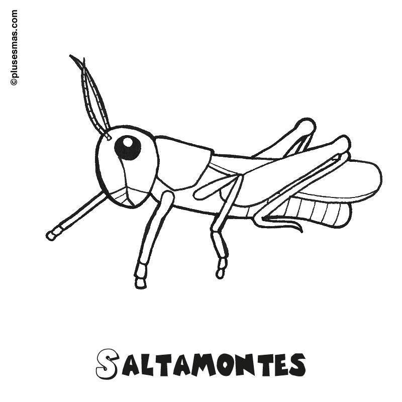 Saltamontes para colorear