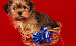 Perrito en una cesta