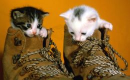 Gatitos en unas botas