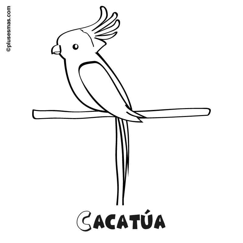 Colorear una cacatúa