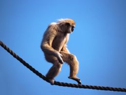 Mono haciendo equilibrio