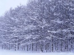 Bosque de nieve