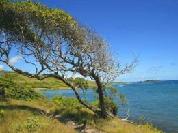 Árbol en la orilla