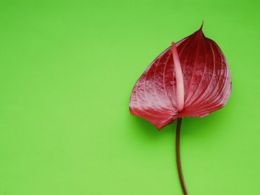 Flor roja