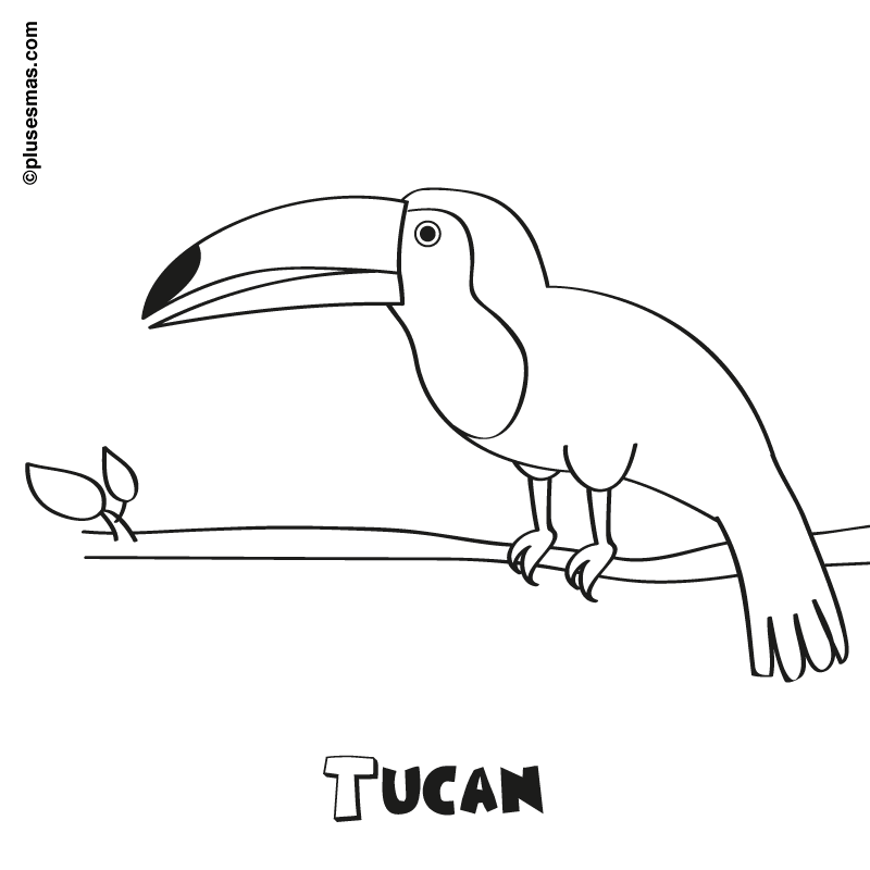 Tucán para colorear