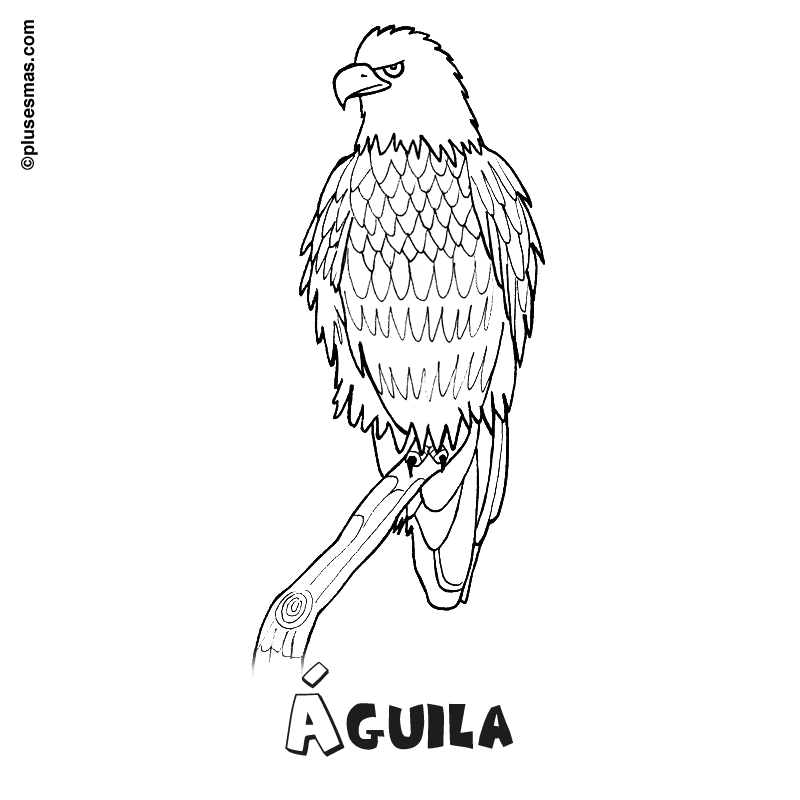 águila para colorear