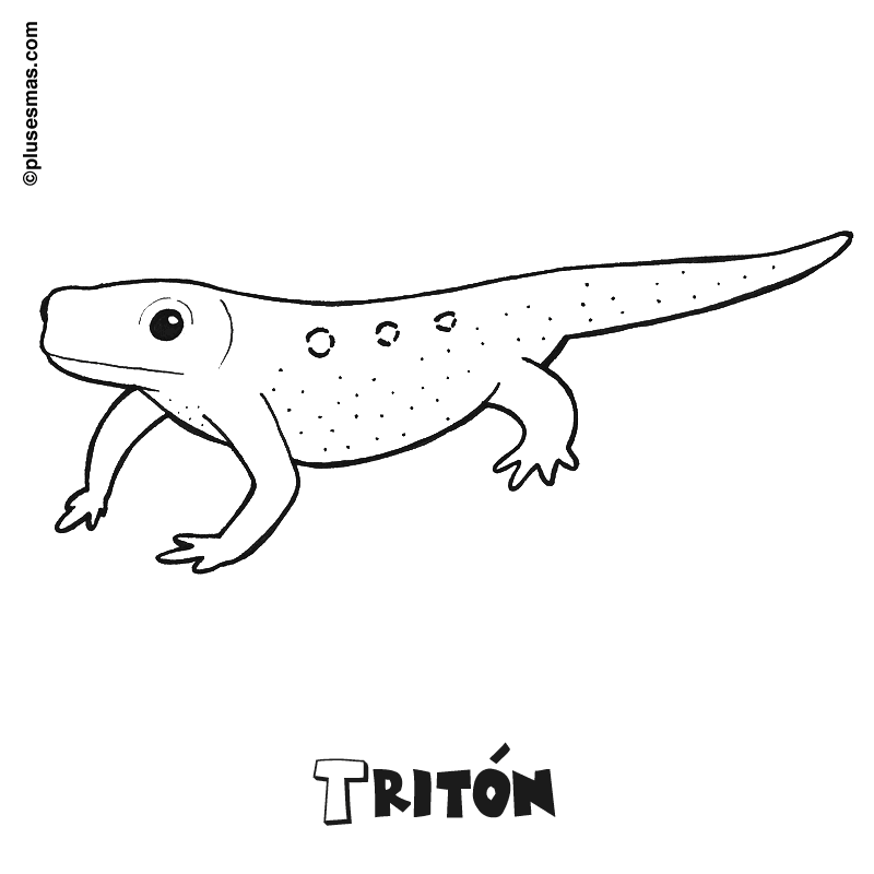 Tritón para colorear