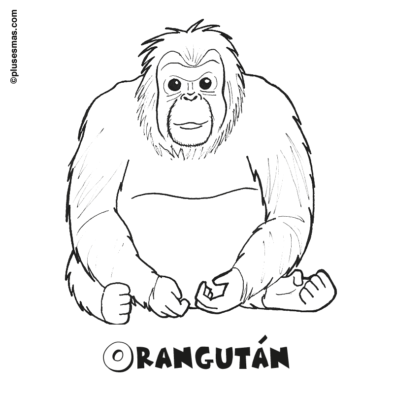Orangután para colorear
